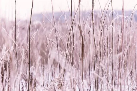 Winter details Stock Photos