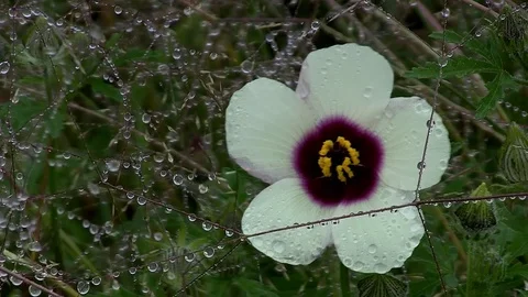 Winter dew on a Hibiscus cannabinus 'Amethyst' Stock Footage 75891481