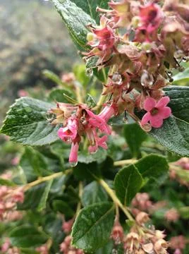 Winter dew Stock Photos