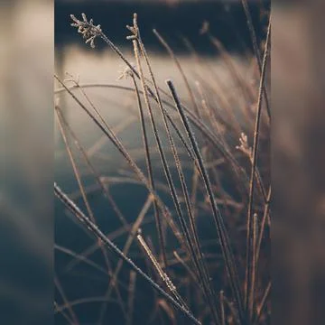 Winter dew Stock Photos