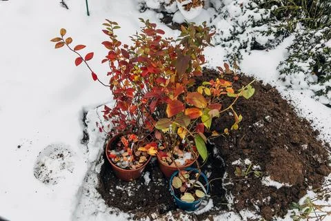 Winter digging of plants into pots in the ground Stock Photos