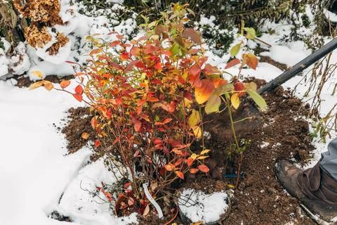 Winter digging of plants into pots in the ground Stock Photos