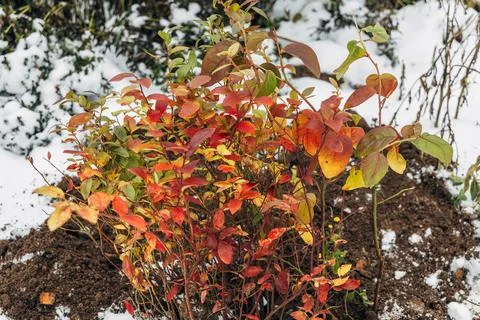 Winter digging of plants into pots in the ground Stock Photos