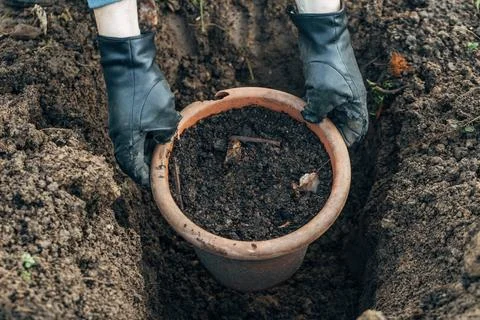 Winter digging of plants into pots in the ground Stock Photos