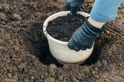 Winter digging of plants into pots in the ground Foto stock