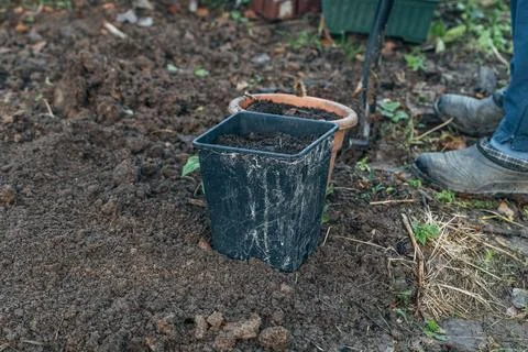 Winter digging of plants into pots in the ground Stock Photos