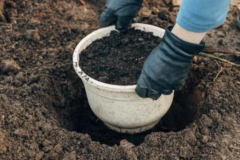 Winter digging of plants into pots in the ground Foto stock