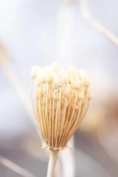 Winter Dill Seed Head Foto stock