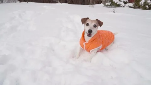 Winter dog active snow playing orange Vídeo Stock 168467697