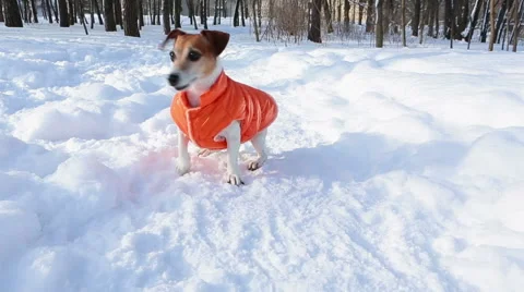 Winter dog barking play Vídeo Stock 59567634