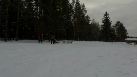 The winter a dog cart huskies pull a sled team Stock Footage 146524436