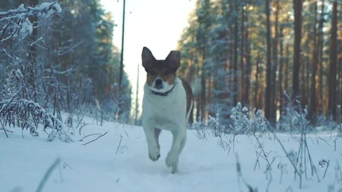 Winter dog Stock Footage 121410768