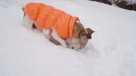 Winter dog funny digging 動画素材 168467685