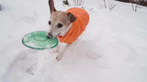 Winter dog funny digging playing Vídeo Stock 168467680