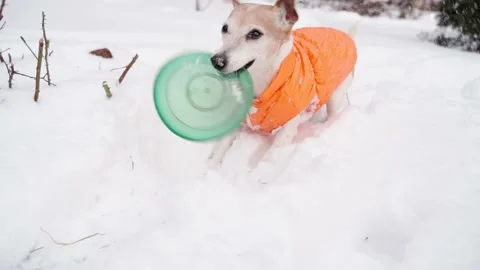 Winter dog funny digging playing orange Stock-Footage 168467684