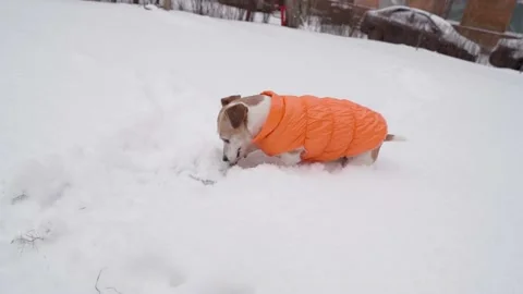 Winter dog funny playing Vídeo Stock 168467703