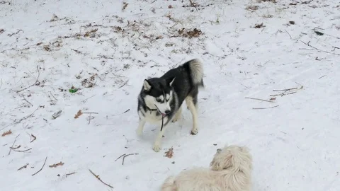 Winter dog games 스톡 동영상 78875132