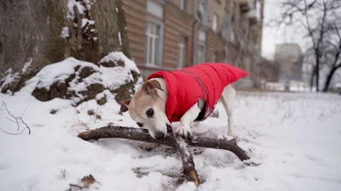 Winter dog gnaws stick Stock Footage 168752059
