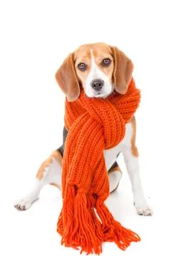 Winter dog Stock Photos