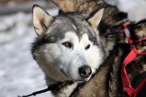 Winter dog Stock Photos