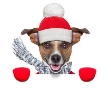 Winter dog Фото