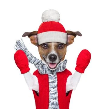 Winter dog Foto stock