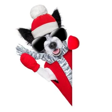 Winter dog Foto stock