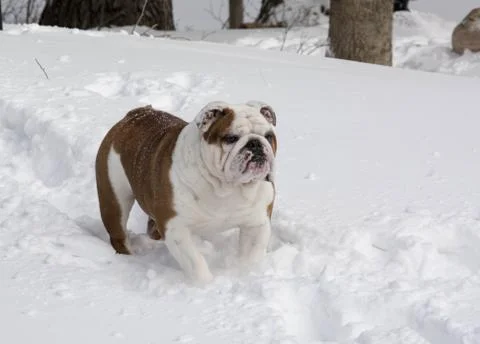 Winter dog Stock Photos