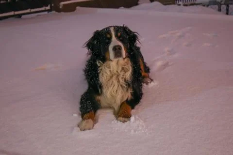 Winter dog Stock Photos