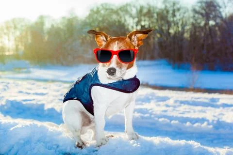 Winter dog Stock Photos