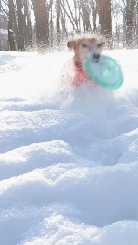 Winter dog playing funny Video stock 314547331