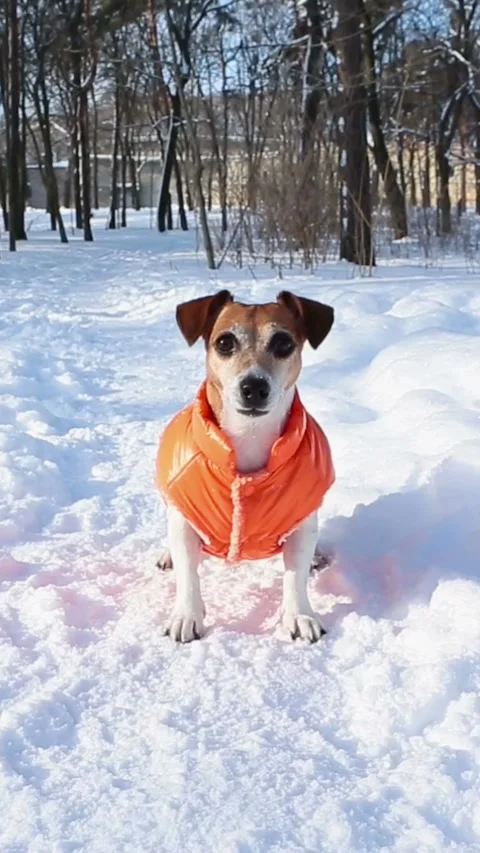 Winter dog playing orange clothes Video stock 314547324