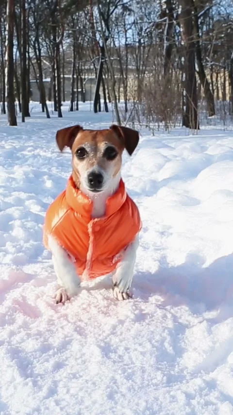 Winter dog playing orange jacket Vídeo Stock 314547316