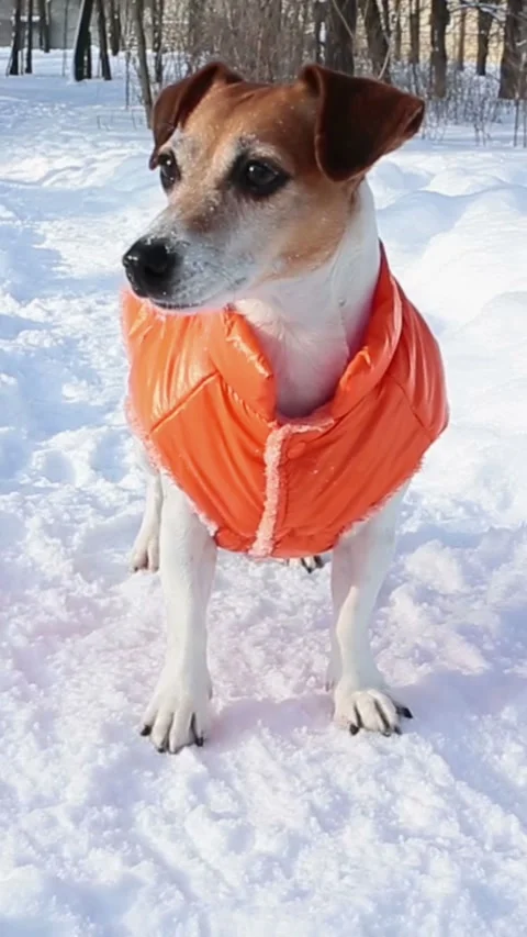 Winter dog playing in orange jacket Video stock 314547325