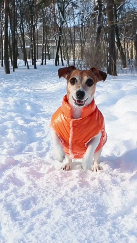 Winter dog playing outside in snow sunny day Video stock 314547317