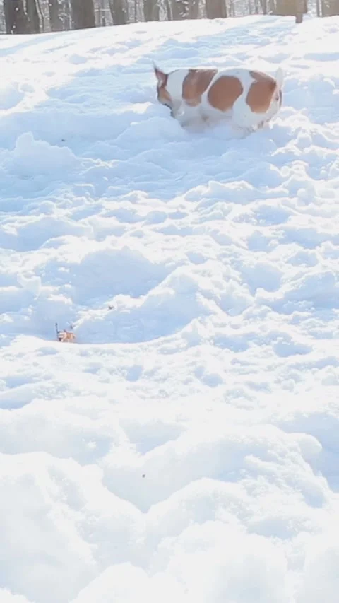 Winter dog playing running snow Video stock 314547294