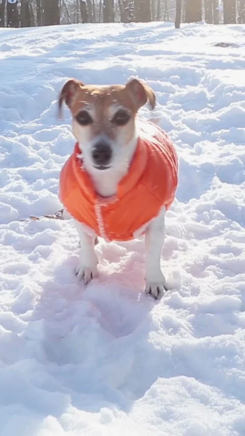 Winter dog playing snow crazy Video stock 314547304