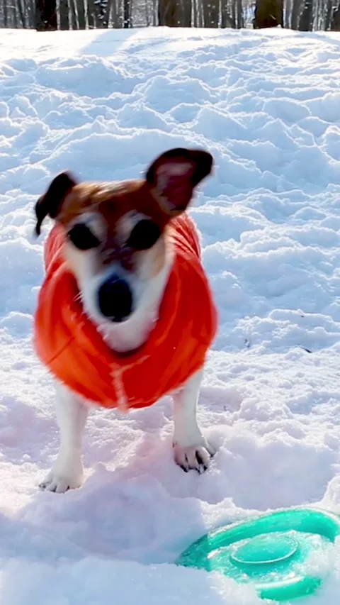 Winter dog playing snow Video stock 314547314