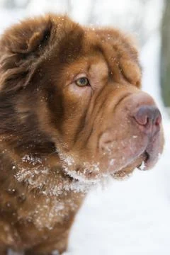 Winter dog portrait Foto stock
