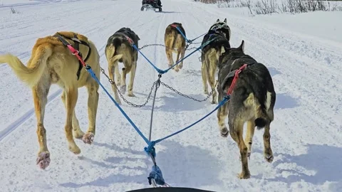 Winter dog sledding in Colorado captures a team of working dogs running along a Stock Footage 346770823