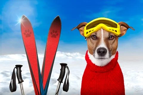 Winter dog snow Stock Illustration