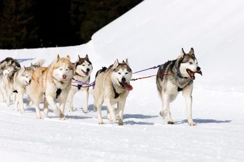 Winter dogs Foto stock