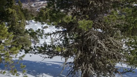 Winter Dolly Shot over Pine Tree in Snowy Forest with Snow Pillows Time Lapse Stock Footage 71350317