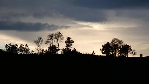 Winter dramatic sunset, pale light behind clouds and pines. 4k P1120622 Stock Photos