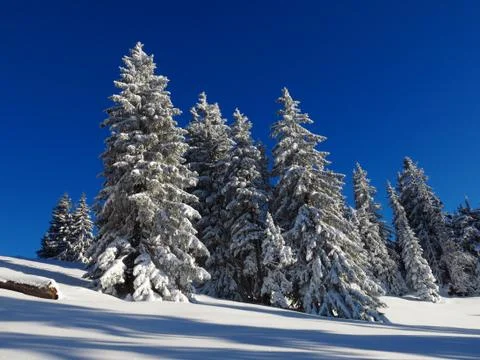 Winter dream Stock Photos