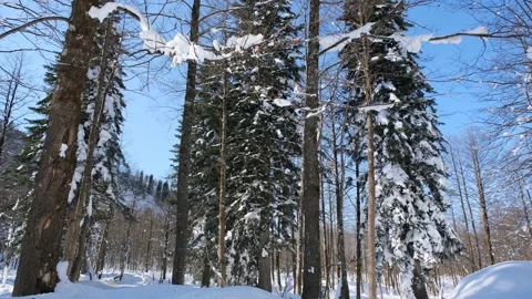 Winter, dried trees and snow on mountain peak Stock Footage 169391666