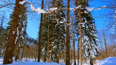 Winter, dried trees and snow o Stock-Footage 169391864