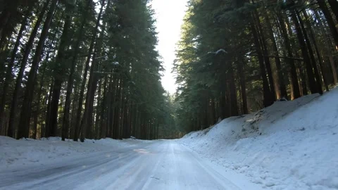 Winter Drive Oregon Forest. Stock Footage 146753518
