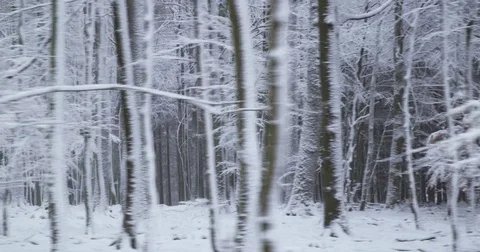 Winter Driving - driving through a snowy forest - hand-held shot Vidéo 83474856