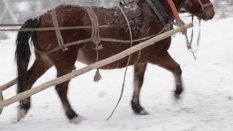 Winter driving on horses at farm Stock Footage 70596254